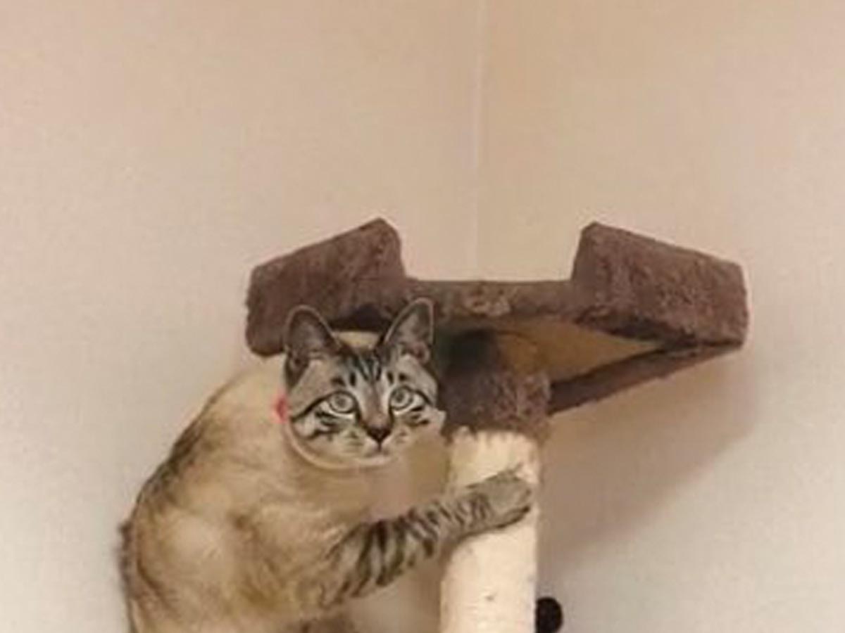 掃除機にビビる猫に 絶対人間はいってる の声 激写された１枚がこちら 2021年5月16日 エキサイトニュース
