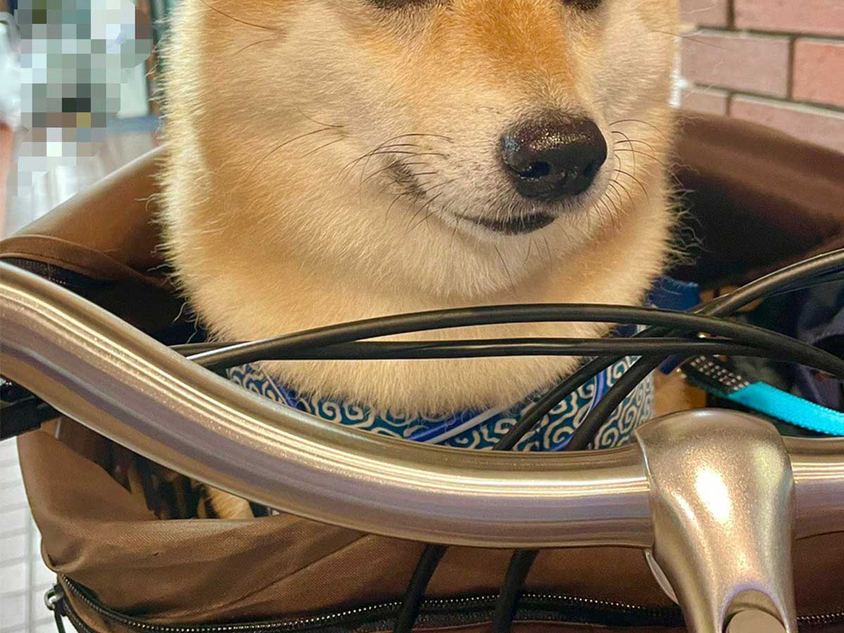 申し訳ないけど笑った 柴犬の ションボリ顔 が話題に 21年5月23日 エキサイトニュース