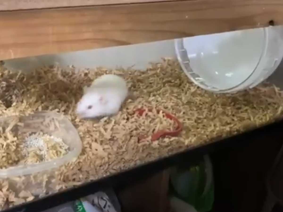 違う そうじゃない 回し車で遊ぶハムスターの動画がツボ 21年6月1日 エキサイトニュース