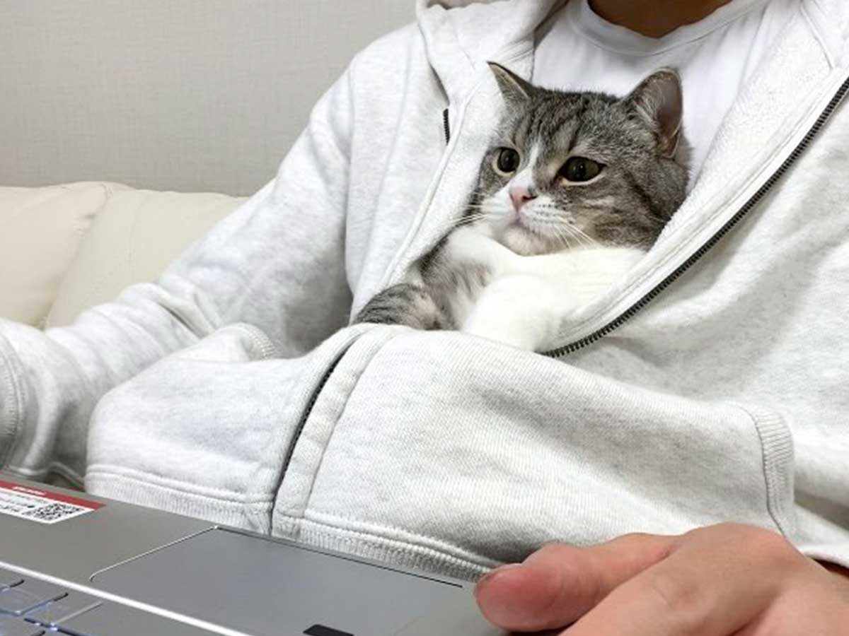 さびしがる猫 飼い主がパーカーに入れた結果 かわいすぎ 赤ちゃんみたい 21年6月5日 エキサイトニュース