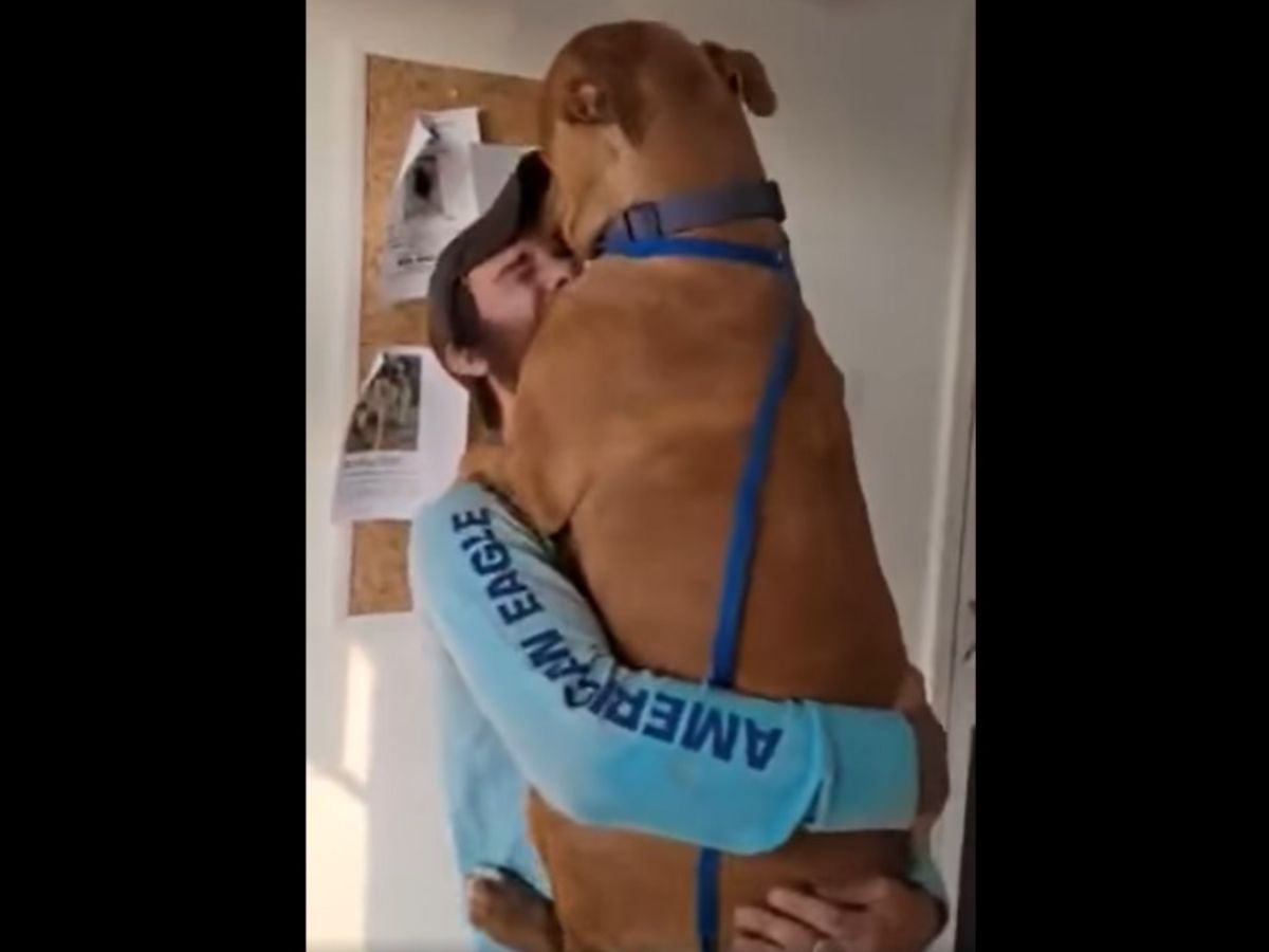 犬だけは返してくれ 愛犬と車を盗まれた男性 その４日後 2021年6月5日 エキサイトニュース