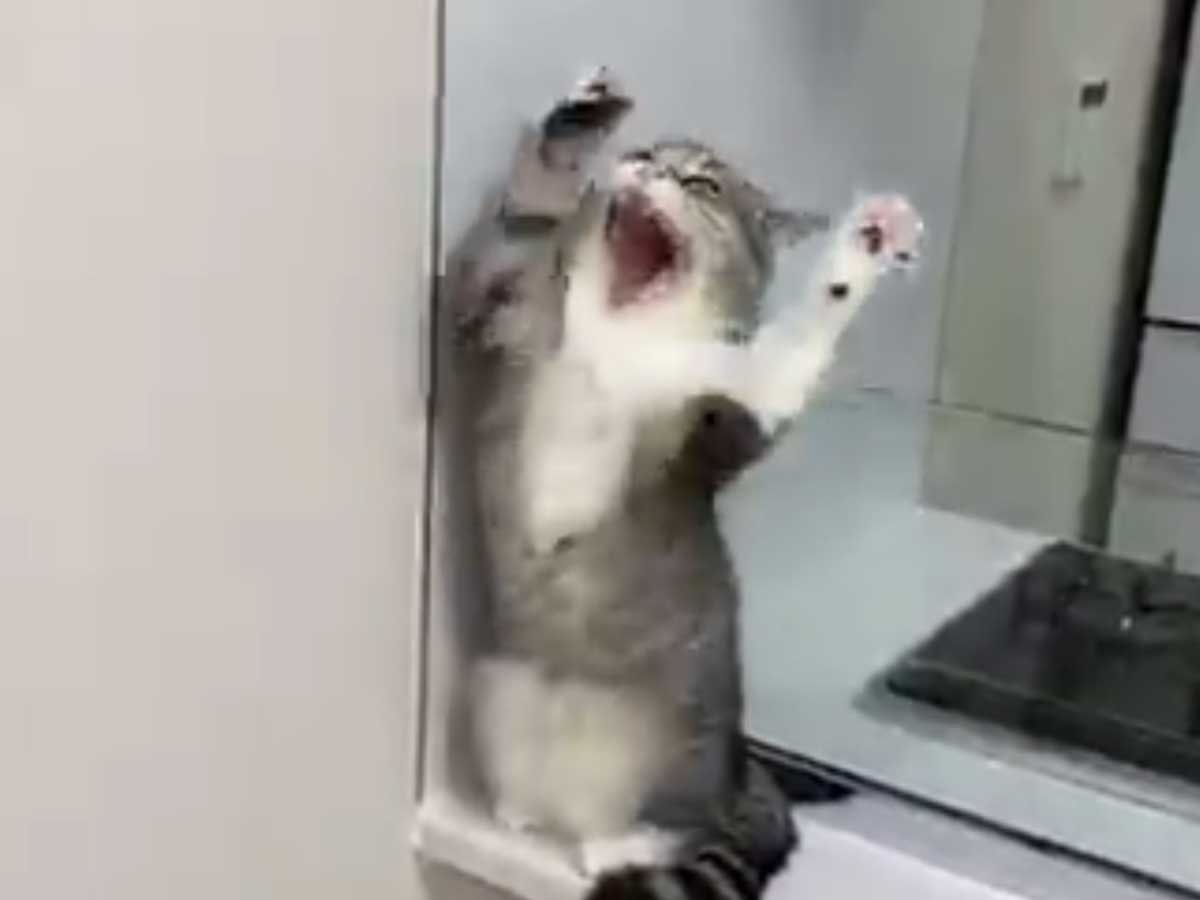 あくびをする猫 その後の 行動 に吹き出す人が続出 21年6月11日 エキサイトニュース