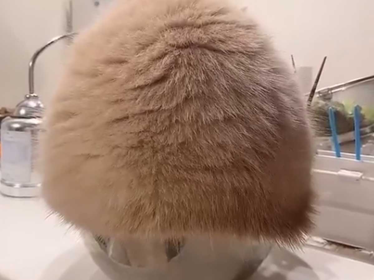 ボウルを見つけた猫の行動に かわいすぎる 笑ってお腹が痛い 21年6月12日 エキサイトニュース