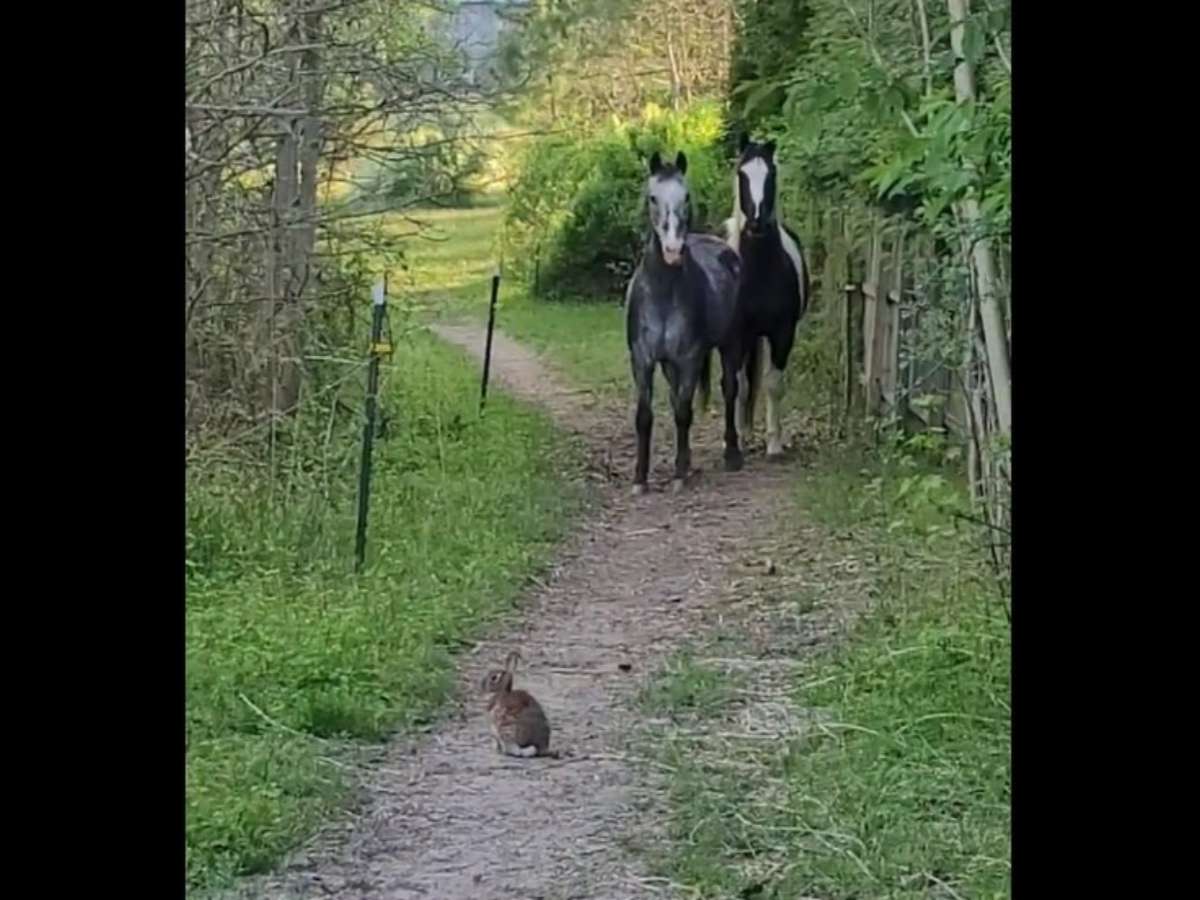 道の真ん中にいるウサギを見た２頭の馬が 面白すぎる まるでコント 21年6月25日 エキサイトニュース