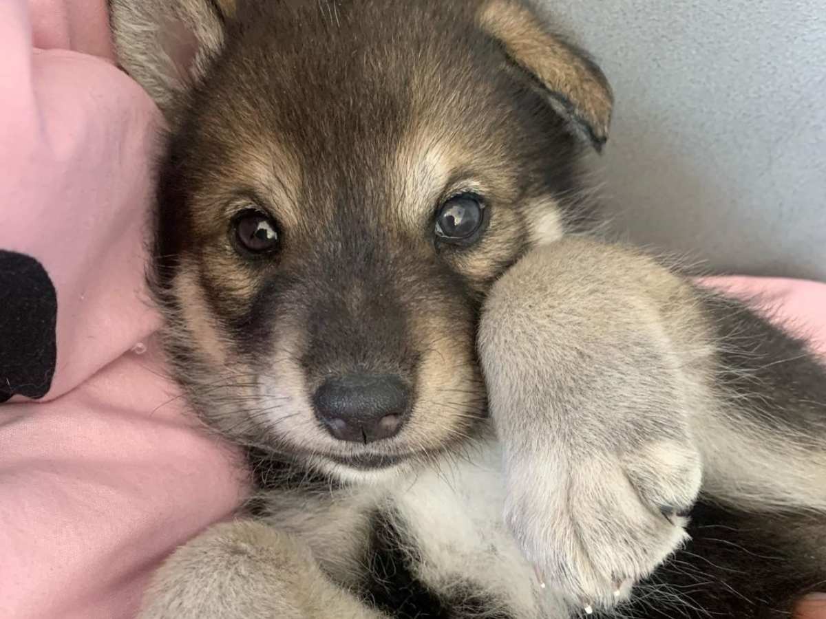 野生どこ行った 人間に育てられたオオカミ犬の赤ちゃん １年後の姿にニッコリ 21年6月27日 エキサイトニュース