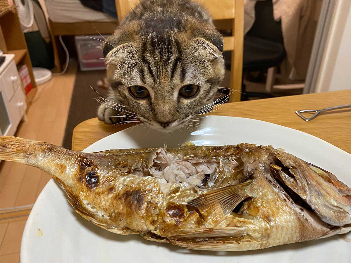 猫が 初めて焼き魚を食べると その様子に ずっと見ていたくなる 21年7月5日 エキサイトニュース