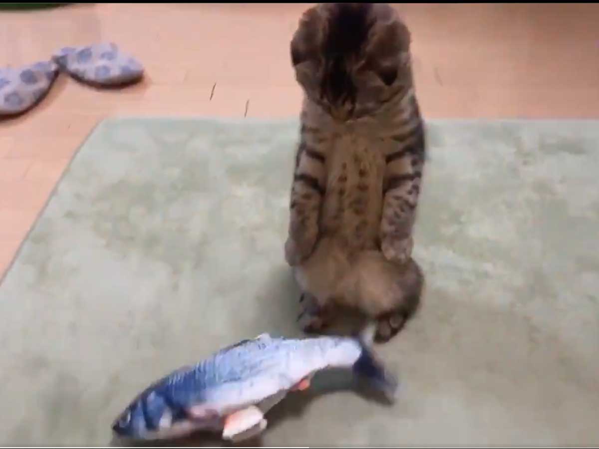 本物だと思っていた魚を見た猫が その後の様子に ドン引きの反応 初めて見た 21年7月7日 エキサイトニュース