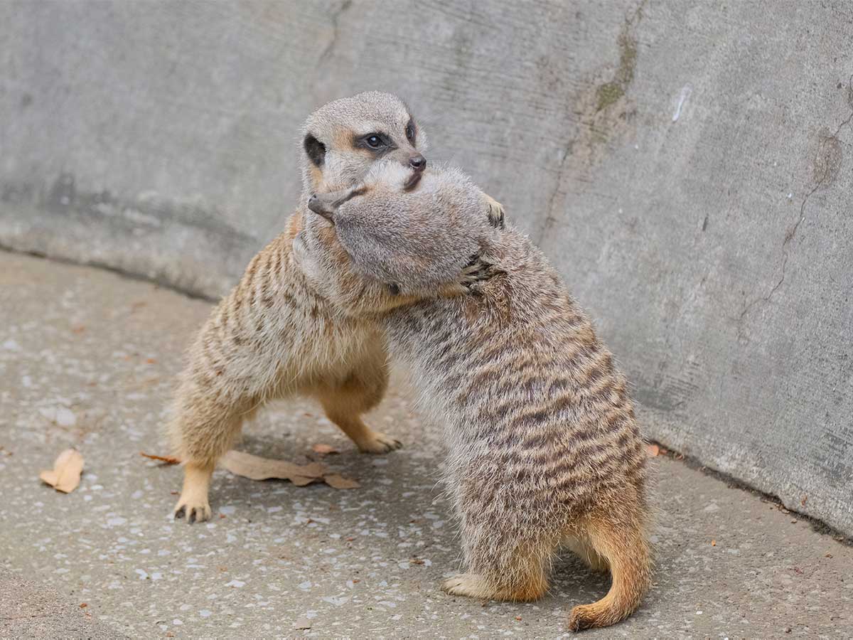 取っ組み合いをするミーアキャットが 続く展開に 大笑いした 可愛すぎる 21年7月10日 エキサイトニュース