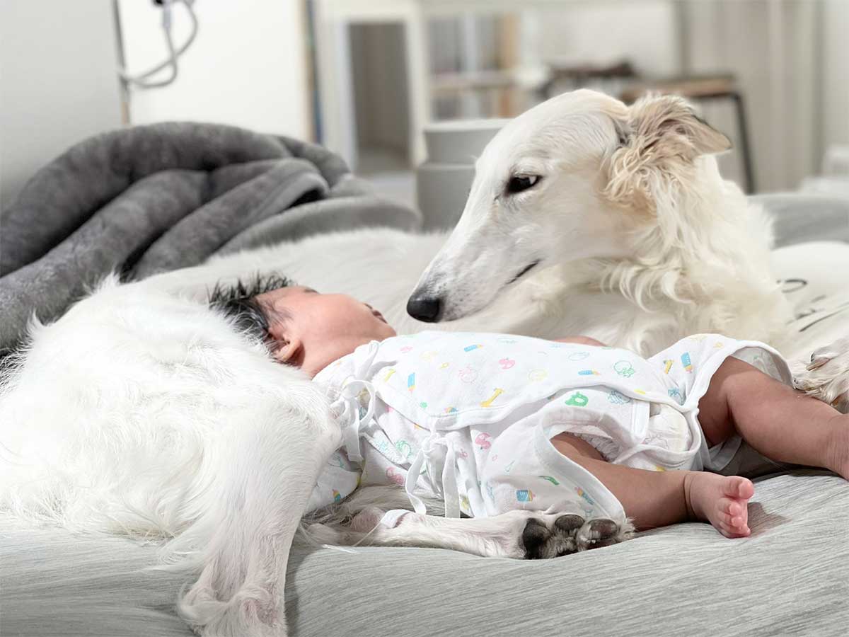 美女だな 気品にあふれてる 狩猟犬ボルゾイと赤ちゃんのコンビにキュン 21年7月18日 エキサイトニュース