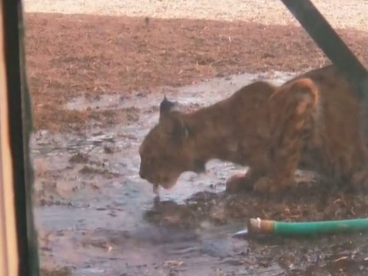 庭に危険な 野生動物 が現れた 男性がとった行動に ありがとう 21年7月21日 エキサイトニュース