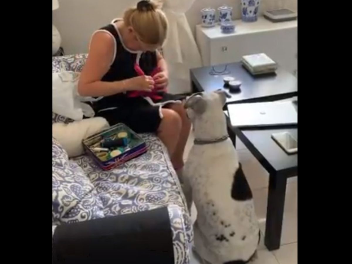 壊したおもちゃを直してもらった犬 続く展開に爆笑 我が家でも起きた 21年7月26日 エキサイトニュース