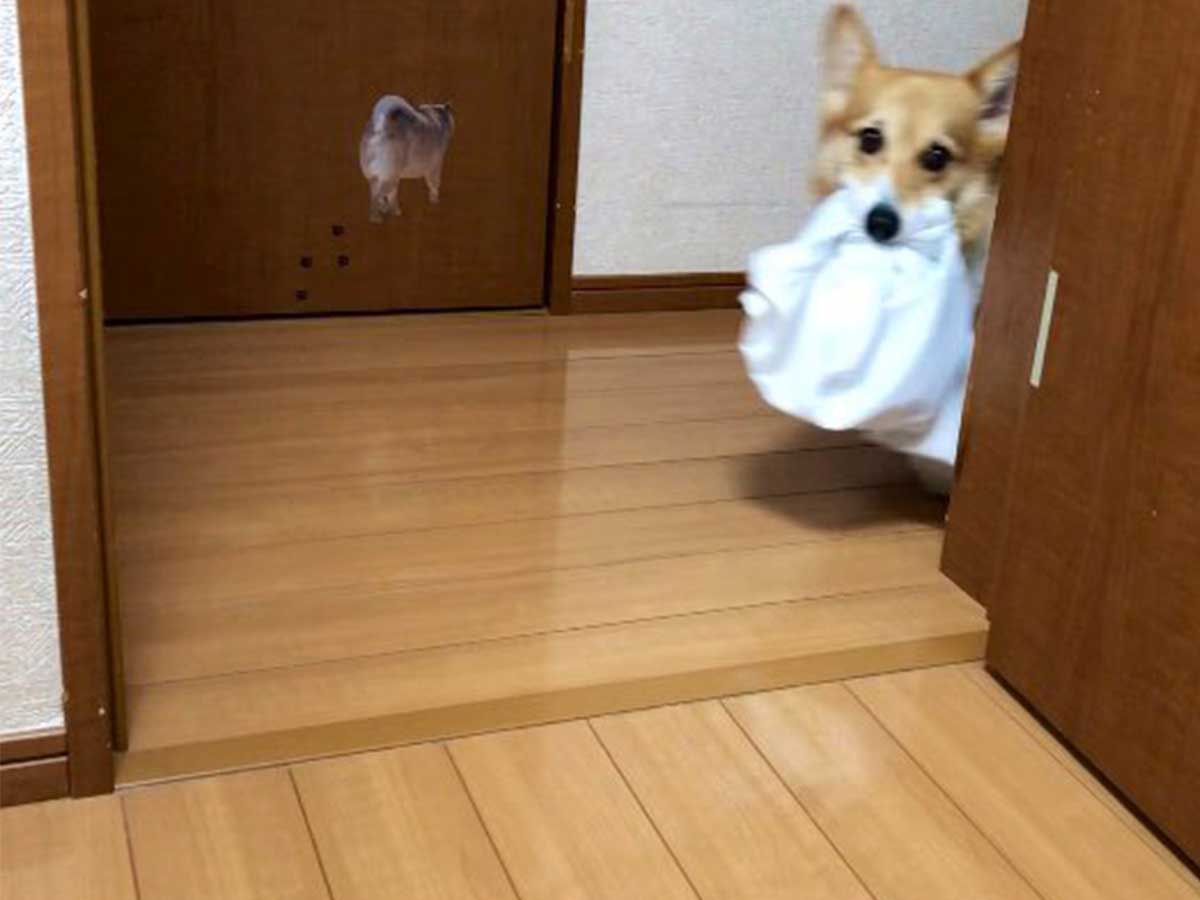 洗濯物を持ってくるように頼むと 登場した天使に かわいすぎる 賢い の声 21年7月27日 エキサイトニュース