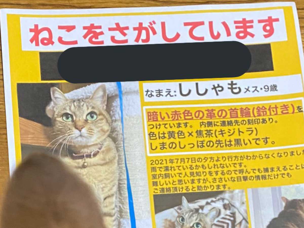 猫が脱走し、飼い主が泣きながら捜索ポスターを作ると？ まさかの展開 