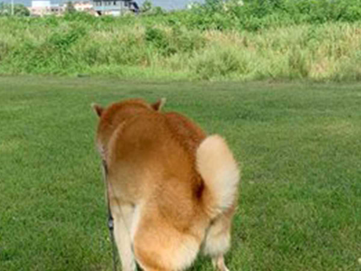 お腹がよじれるほど笑った 虹を撮っていた飼い主 すると柴犬が 21年7月31日 エキサイトニュース