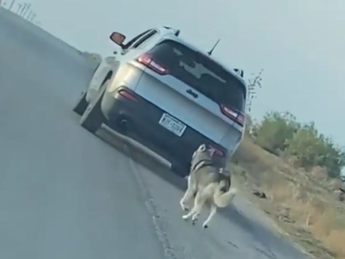 道路わきで車から降ろされた犬 続く展開に目を疑う 胸が張り裂けそう 21年8月4日 エキサイトニュース