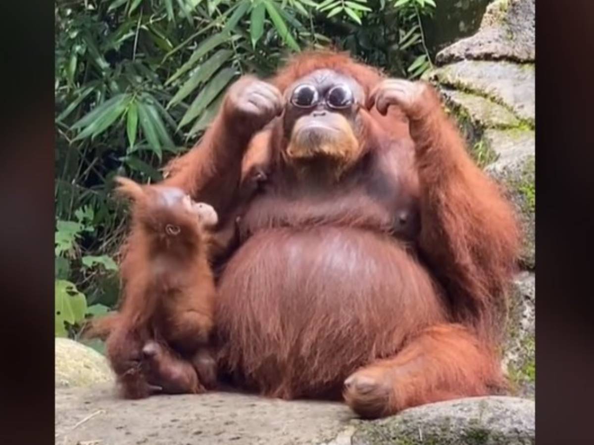 サングラスを拾ったオランウータンが かっこいい かしこ過ぎる 21年8月6日 エキサイトニュース