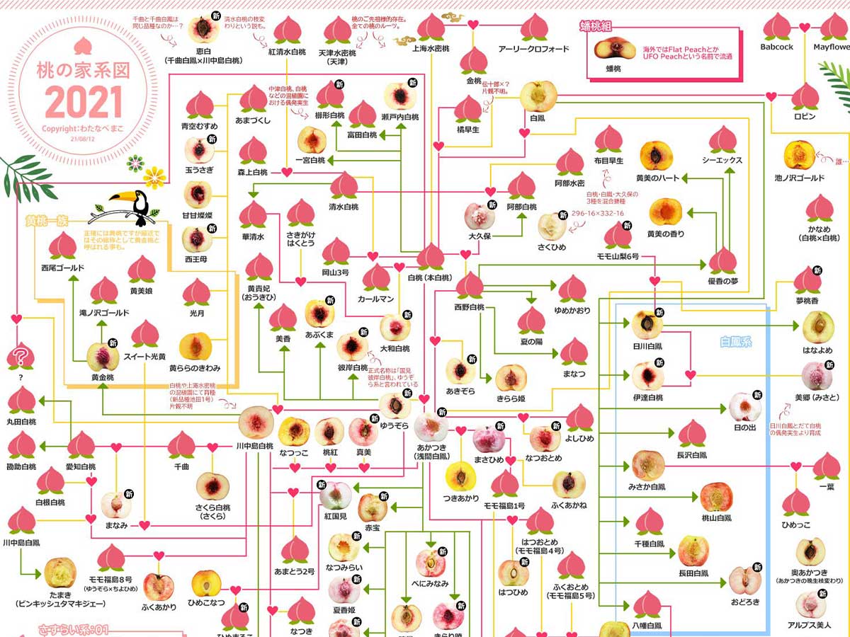 これを持って果物店に行きたい 膨大な桃の家系図に驚き 21年8月17日 エキサイトニュース