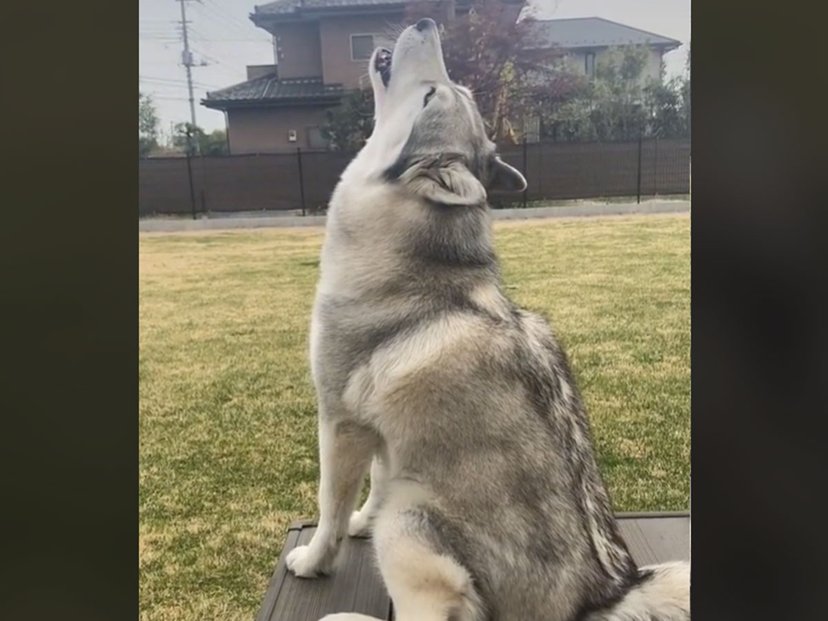 遠吠えをするシベリアンハスキー 背後からの声 に ツボる 笑った 22年5月29日 エキサイトニュース