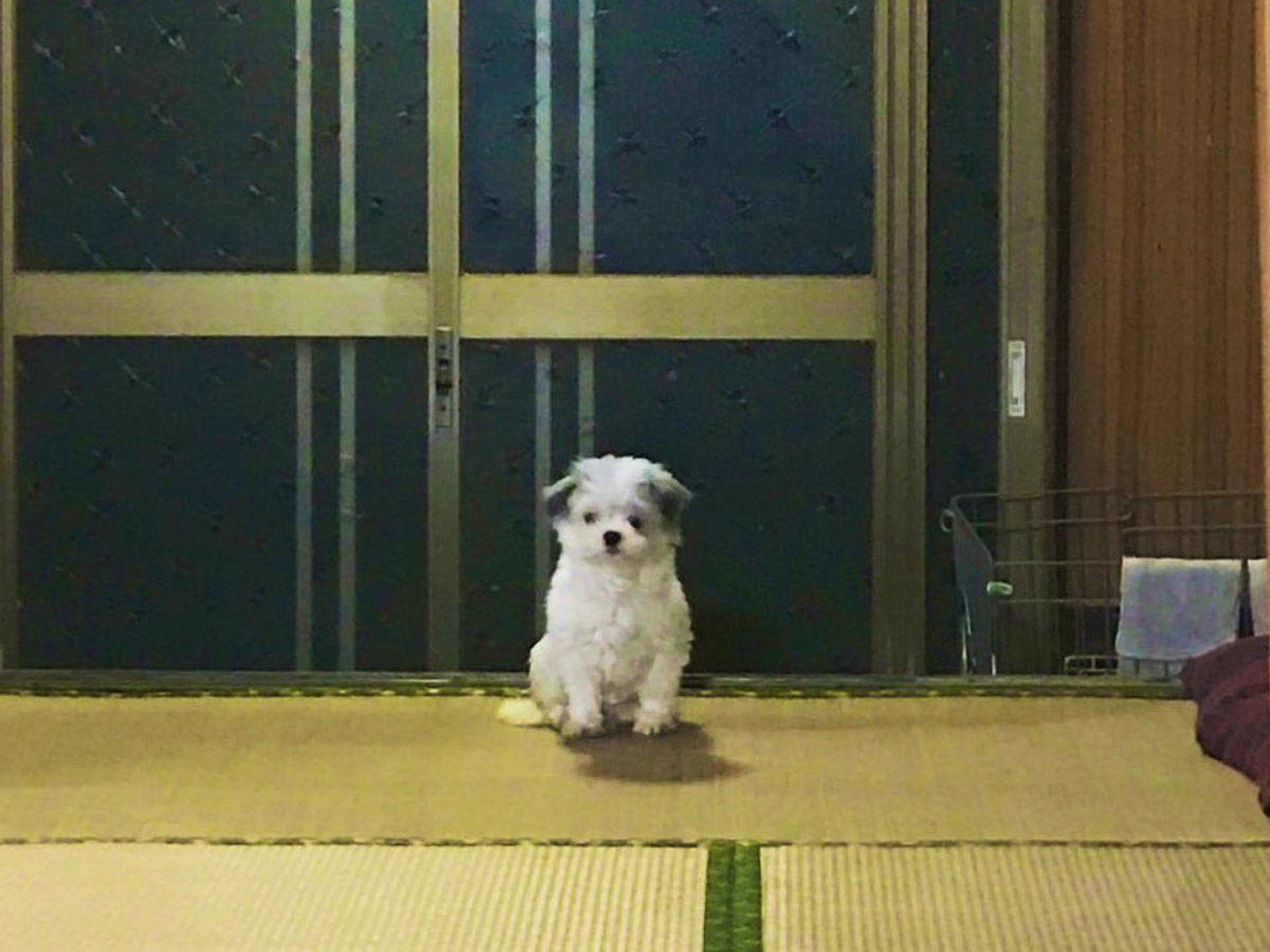 殺処分寸前で保護された犬が ５年後 現在の姿に 涙が出た 泣ける 22年5月5日 エキサイトニュース