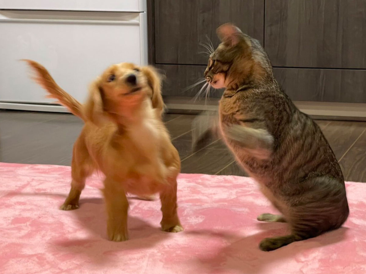 犬 見切った 猫パンチをかわす表情に吹き出す人が続出 22年1月12日 エキサイトニュース