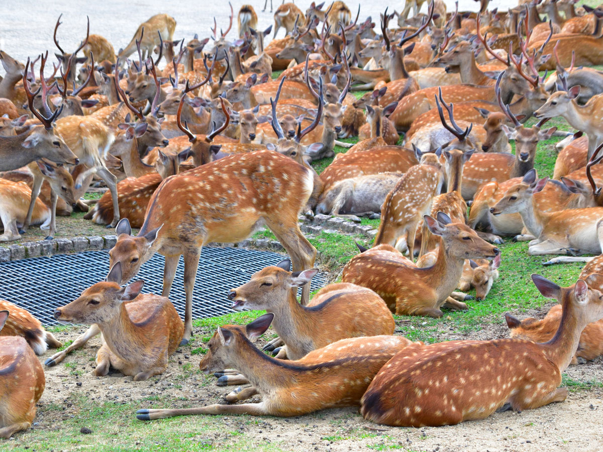 暑い日の夕方に見られる 奈良で大量のシカが 不思議な光景が コチラ 22年7月1日 エキサイトニュース