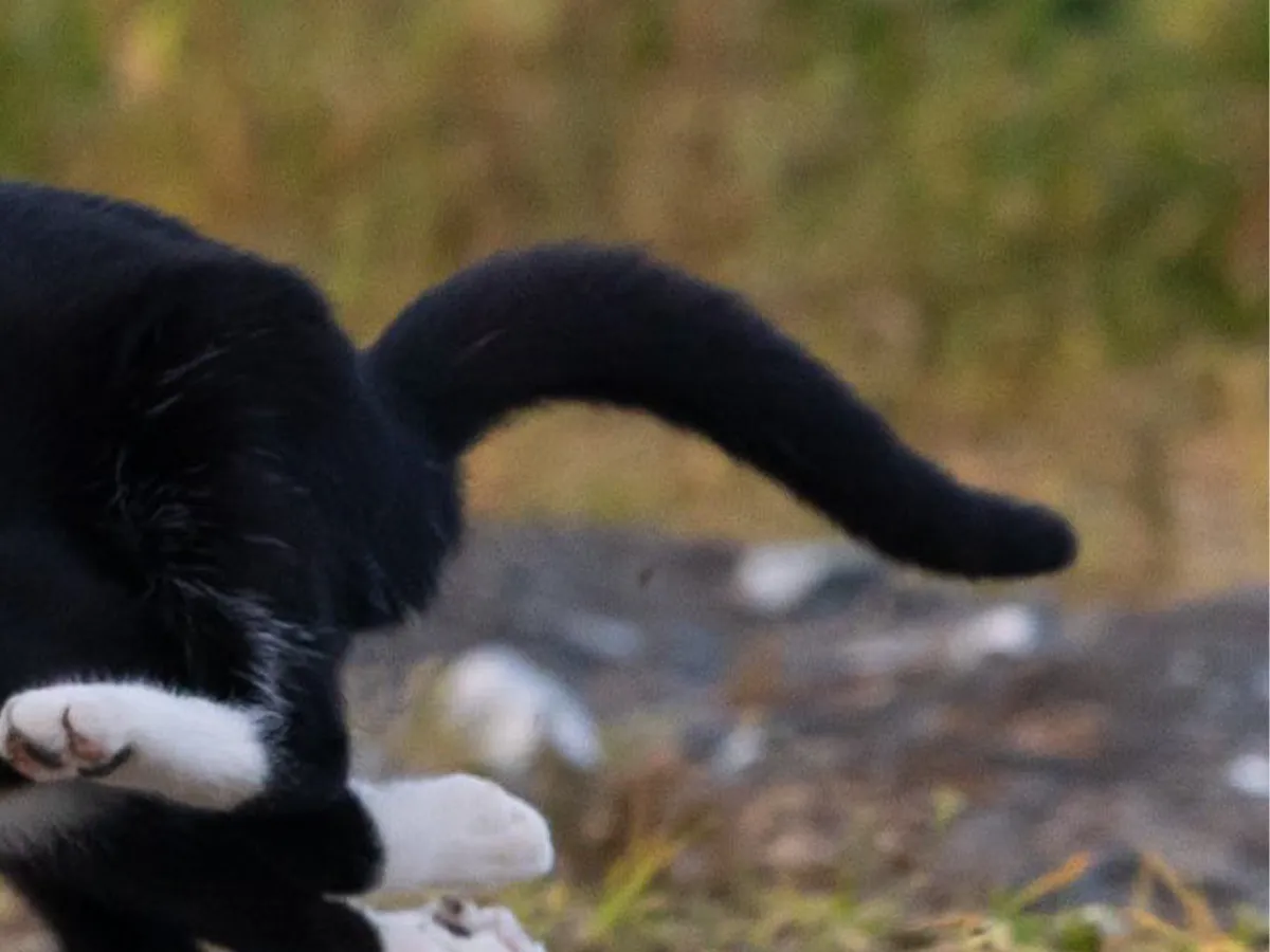 ヤマト運輸の配達員？」「トムとジェリーみたい」 疾走する猫の写真に
