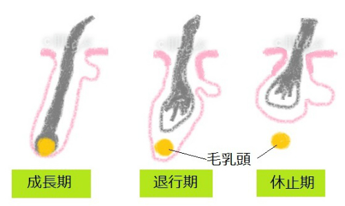 まつ毛をきれいに伸ばしたい方へ お手入れ方法 Ng行動 ローリエプレス