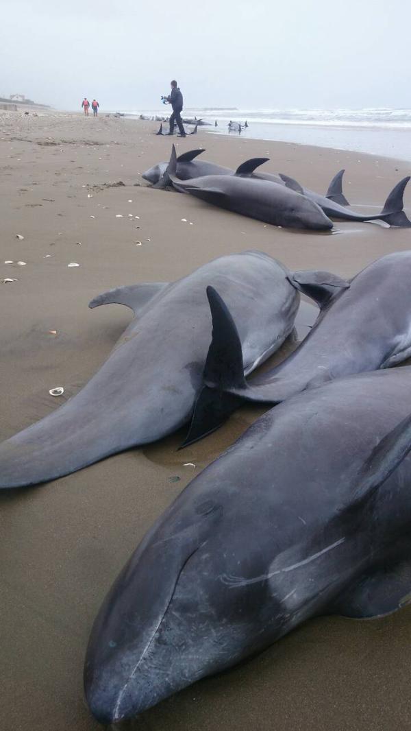 最良かつ最も包括的な イルカ ニュース 日本のトップ都市画像