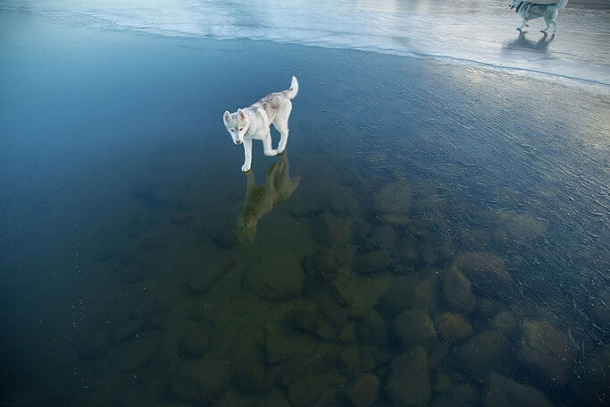 湖の水面を堂々と歩くハスキー犬 その姿が幻想的 １４枚 16年11月11日 エキサイトニュース