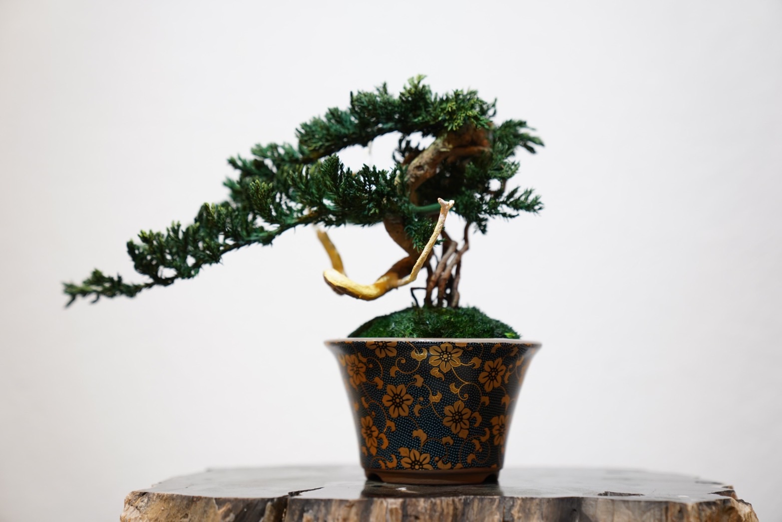 沖縄初上陸｜水やり不要、いつまでも枯れずに美しい盆栽アート「RE