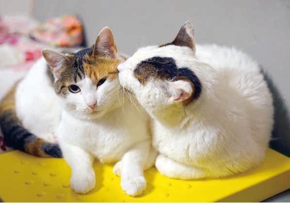 ネットで話題 やさしさ溢れる愛しいへたれ猫 ぽーの物語 やさしいねこ 17年10月21日 エキサイトニュース