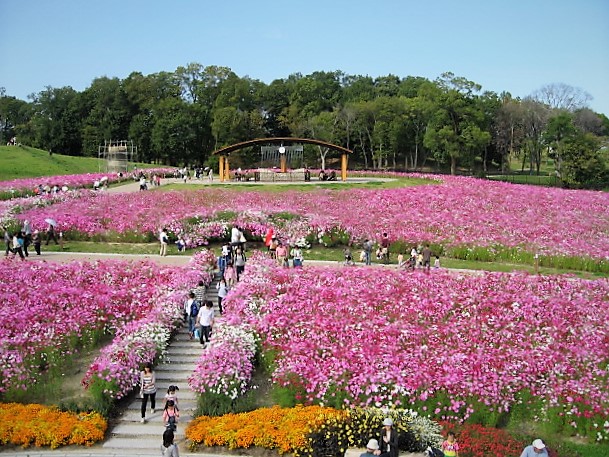 ダリア咲く 奈良県 馬見丘陵公園の馬見フラワーフェスタで秋の一日を楽しもう 18年9月29日 エキサイトニュース