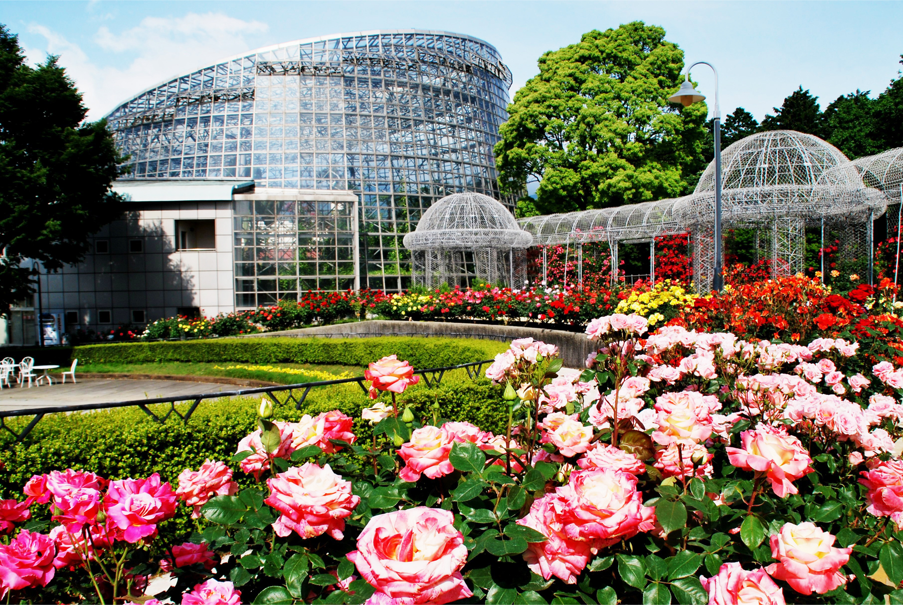 小田原フラワーガーデン で今週末から最盛期 150種の春バラが開花 19年5月17日 エキサイトニュース