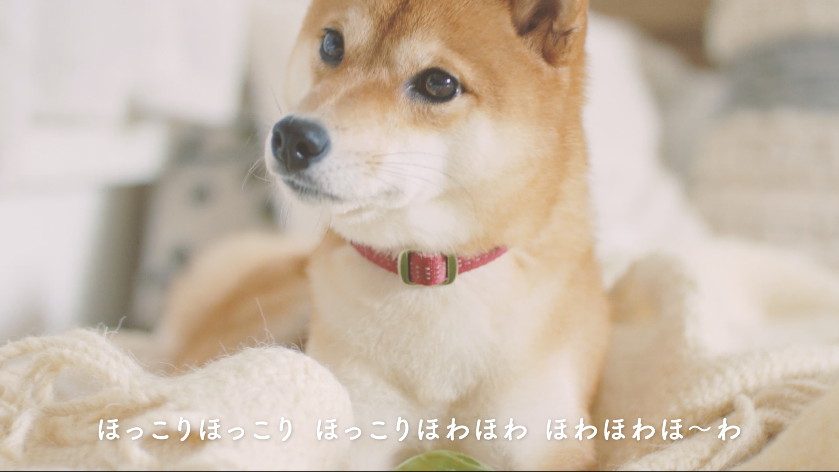 犬の日 は愛犬とほっこり癒される一日に Uccから 愛犬ほっこりあるある 動画を公開 19年11月1日 エキサイトニュース