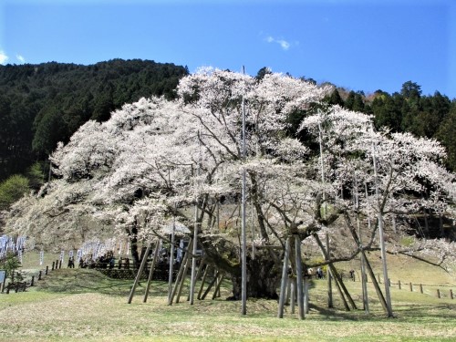 日本三大桜のひとつ根尾谷の淡墨桜を鑑賞 (2020年3月20日
