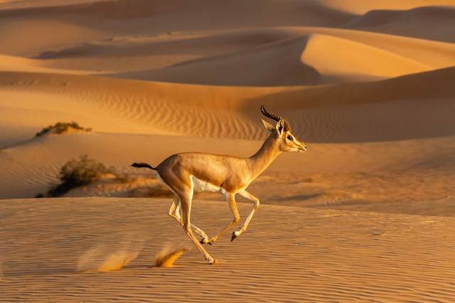 野生動物保護をビジネスのプラスに エミレーツ航空が目指す持続可能社会 21年3月29日 エキサイトニュース