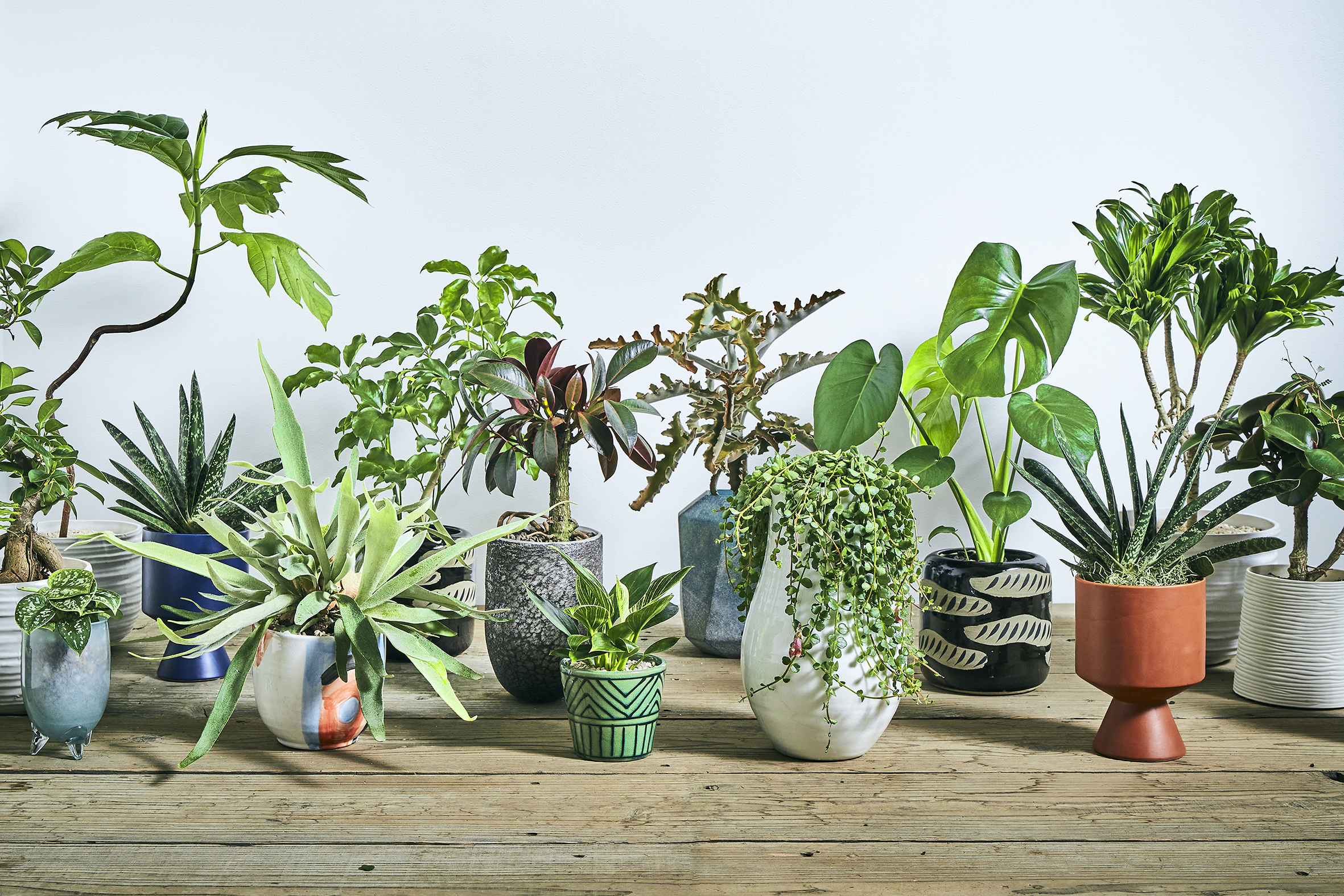 青山フラワーマーケット 姉妹ブランド パーカーズ がクールな観葉植物を販売 21年6月30日 エキサイトニュース