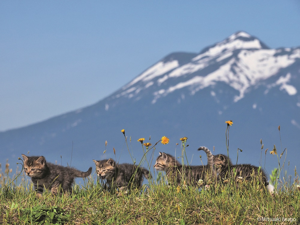 岩合光昭が撮る ふるさとのねこ 写真展 渋谷ヒカリエにて開催 15年6月25日 エキサイトニュース