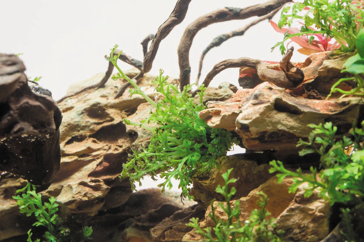 気分は アフリカ アフリカ産の 水草 と 熱帯魚 だけでつくる 美しき水景 アクアスタイル 21年6月2日 エキサイトニュース