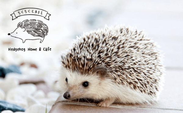 ハリネズミ ドールハウスにキュン 渋谷 宮益坂に新しい癒しのカフェが12月open 17年10月31日 エキサイトニュース