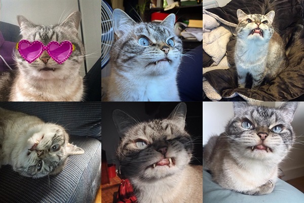 Instagram 美しい猫ヴァンパイアlokiくんのギャップがかわいい 15年8月23日 エキサイトニュース