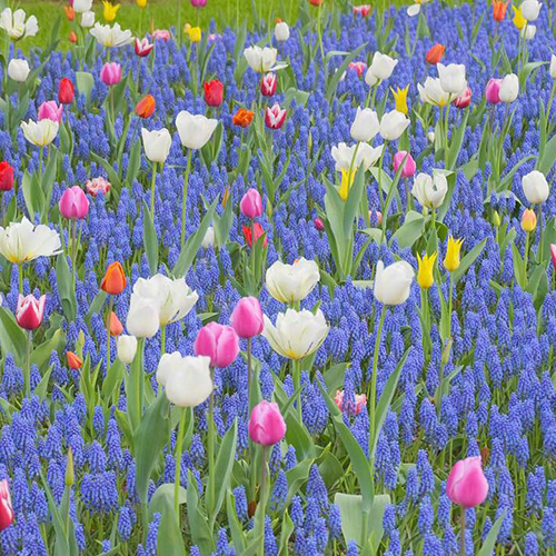 女の子の憧れスポット 日帰り旅行にぴったりな Gwに行きたい関東のおすすめお花畑4つ 18年4月22日 エキサイトニュース