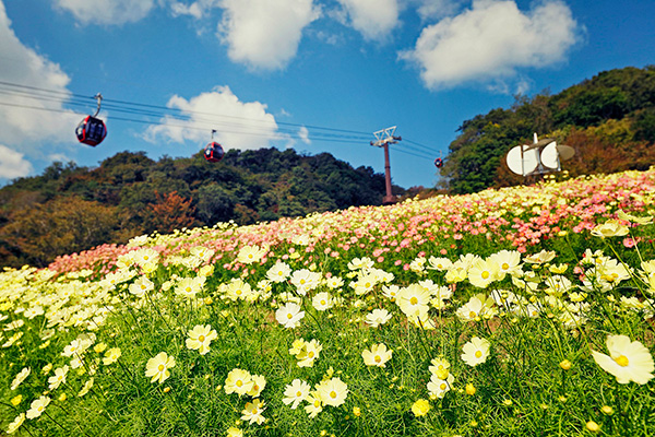 ゆらゆらゆれる可憐なお花に思わず心を奪われそう 神戸布引ハーブ園 ではもうすぐ コスモス畑 が見ごろに 21年10月16日 エキサイトニュース