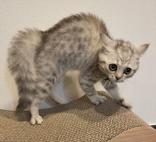 子猫 おっ やんのかっ 元保護猫の 全力おらおら 威嚇ポーズがかわいさしかない 21年7月15日 エキサイトニュース