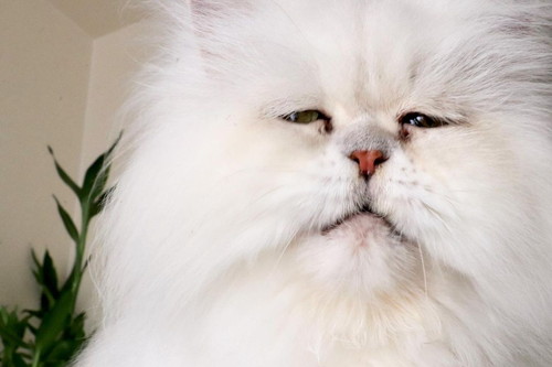 フッサフサのペルシャ猫 その魅力は モフモフっぷりと味のある表情から目が離せない 21年10月15日 エキサイトニュース