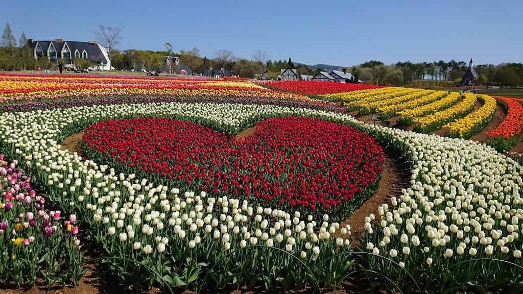 全国 おすすめ花畑30選 キレイすぎる一面の花々に癒されたい ローリエプレス