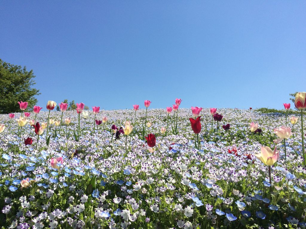 全国 おすすめ花畑30選 キレイすぎる一面の花々に癒されたい ローリエプレス