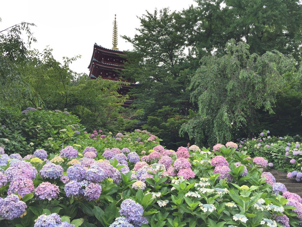 18 全国 あじさい 名所34選 Sns映え抜群なカラフル紫陽花を見に行こう ローリエプレス
