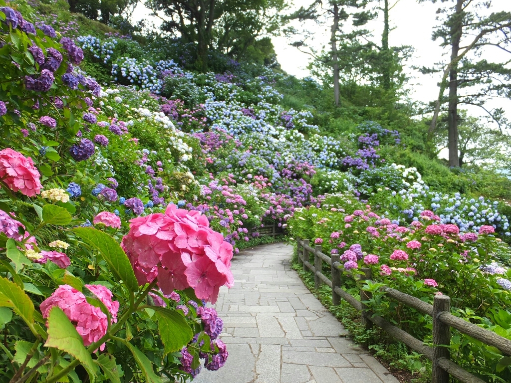 18 全国 あじさい 名所34選 Sns映え抜群なカラフル紫陽花を見に行こう ローリエプレス