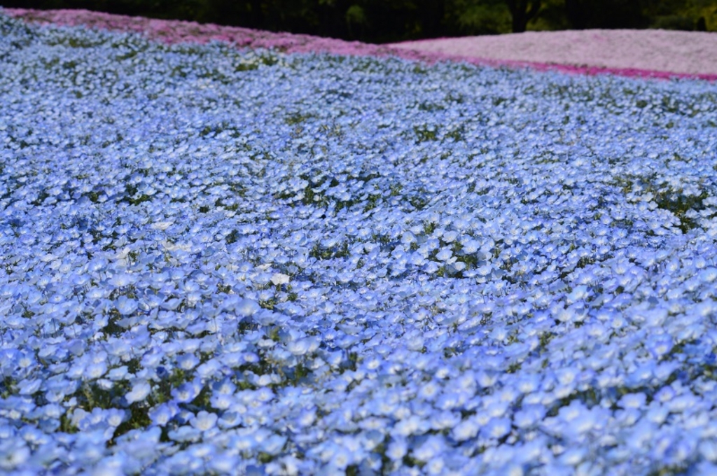 19 全国のネモフィラ名所おすすめ14選 美しすぎる青い花絶景 ローリエプレス